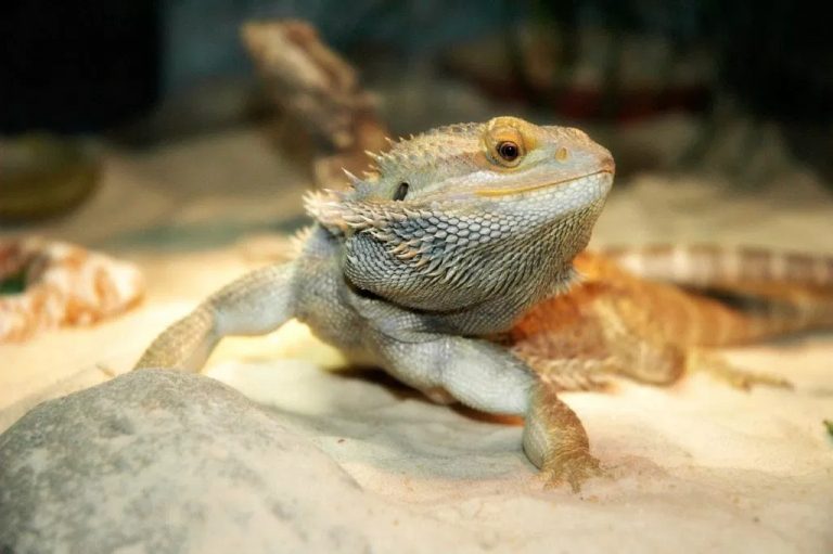 Best Substrates & Bedding for Bearded Dragons