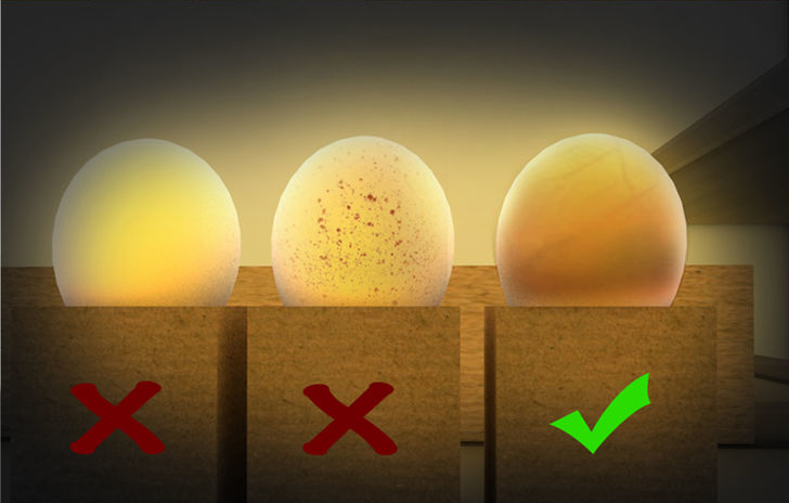 Beginner's Guide to Hatching Chicken Eggs - Timeline Pets