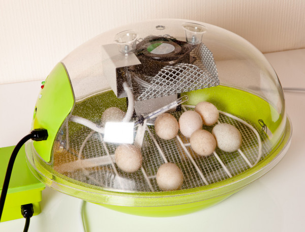 Types of chicken egg incubator