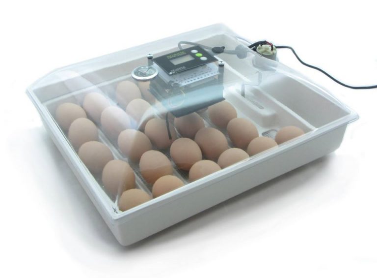 best home incubator for chicken eggs