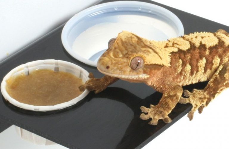 gecko food dish