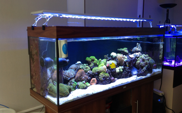 freshwater fish tank lighting
