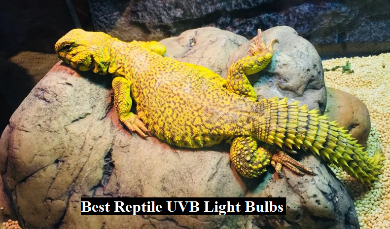 best reptile uvb bulb