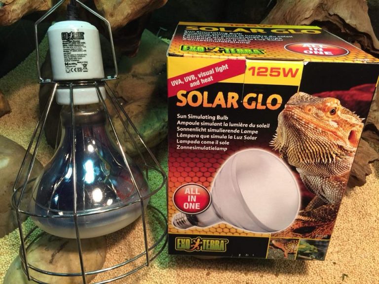 Best Reptile UVB Light Bulbs Reviews 