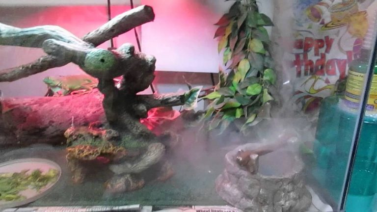 Best Reptile Humidifiers