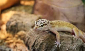 Best Substrates and Bedding for Leopard Geckos