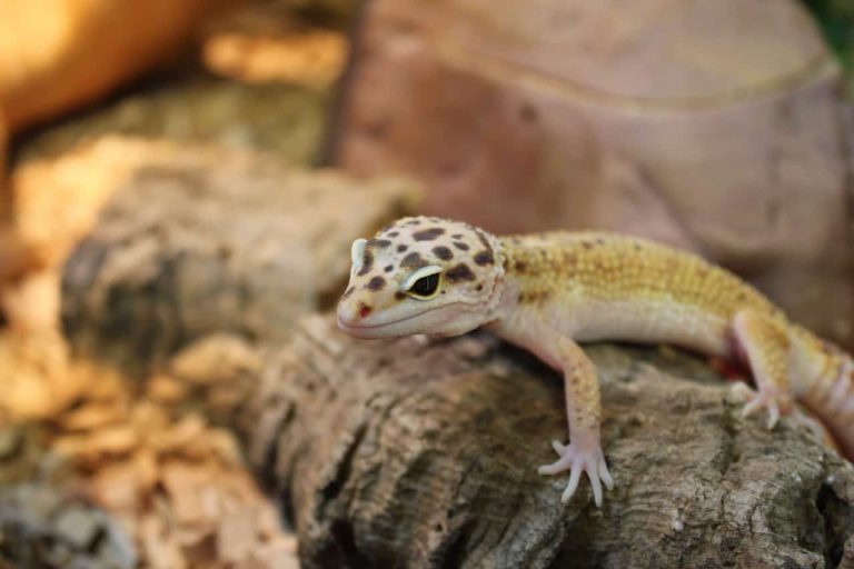 reptile carpet leopard gecko