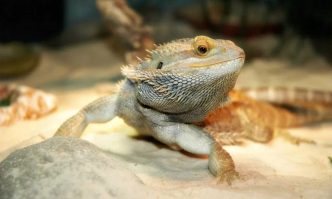 Best Substrates & Bedding for Bearded Dragons