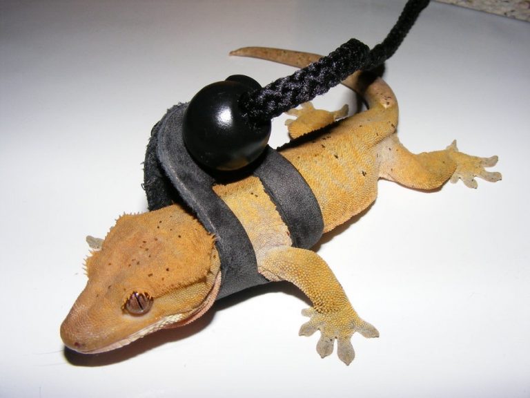 gecko leash