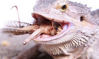 What Do Bearded Dragons Eat