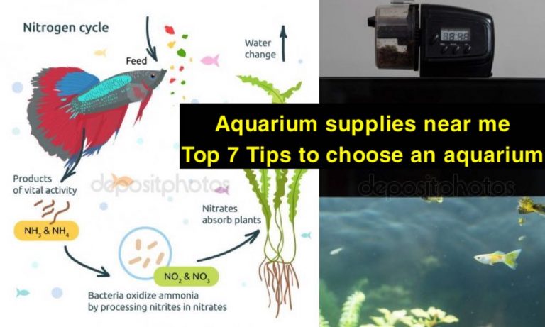 Aquarium Supplies Near Me: Top 7 Tips To Choose An ...