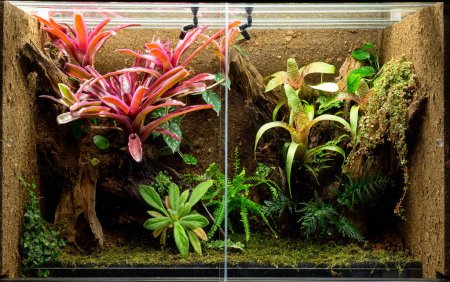 Setting Up Crested Gecko Habitat Best Choice Review 2020 Timeline Pets,Vole Vs Mole Tunnels