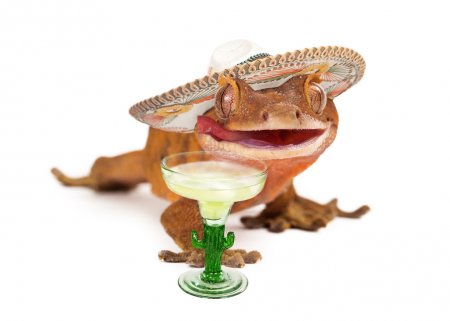 crested gecko plush