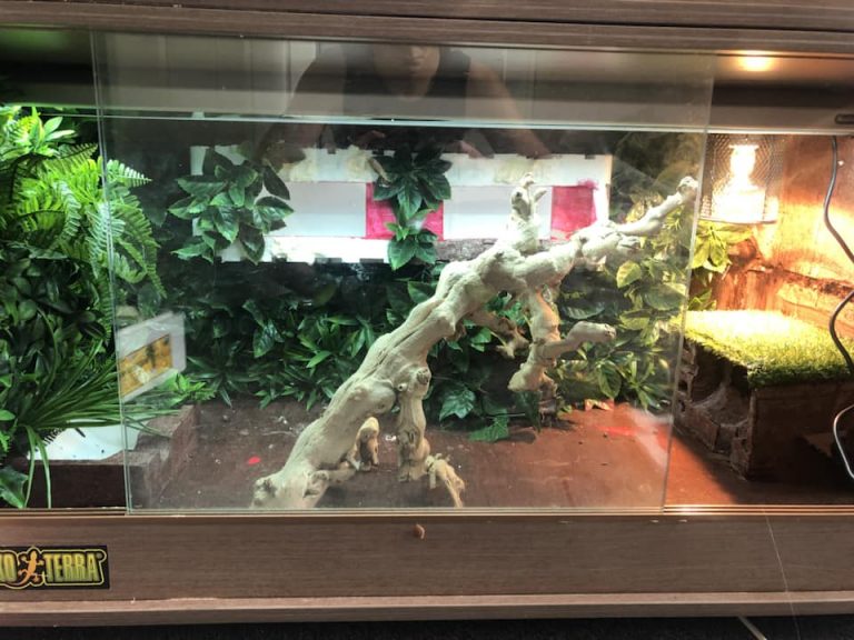 Best Crested Gecko Tank: Top Choice and Guide 2021 - Timeline Pets