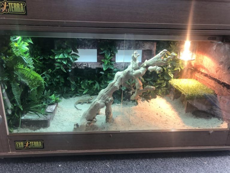 Best Crested Gecko Tank Top Choice And Guide 2020 Timeline Pets,Vole Vs Mole Tunnels