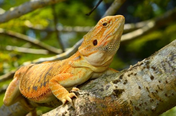 supplies needed for bearded dragon