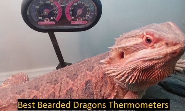 best-bearded-dragons-thermometers-what-features-should-a-good-bearded