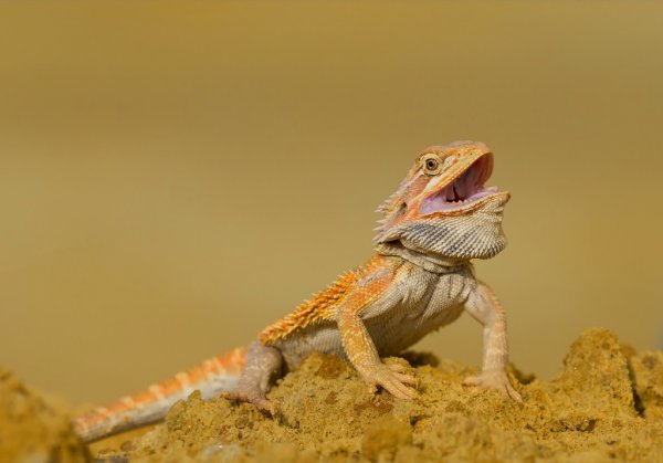 sand mat bearded dragon