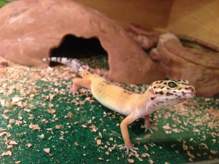 reptile carpet leopard gecko
