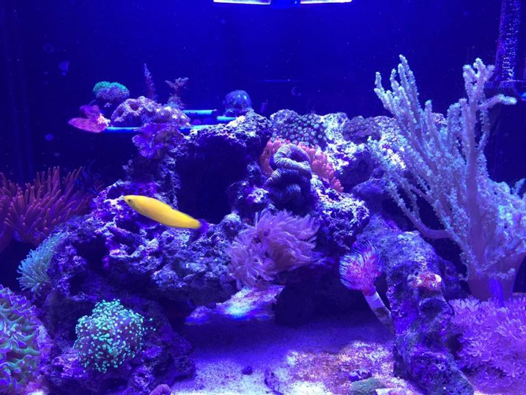 Best Substrate For Reef Tank 2021: How To Keep Your Substrate Clean In ...