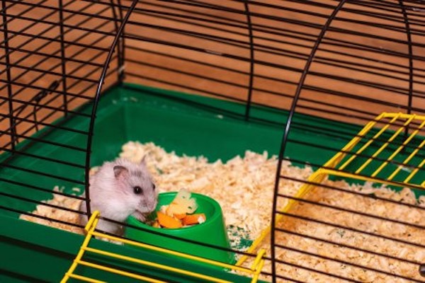 best bedding for rats smell