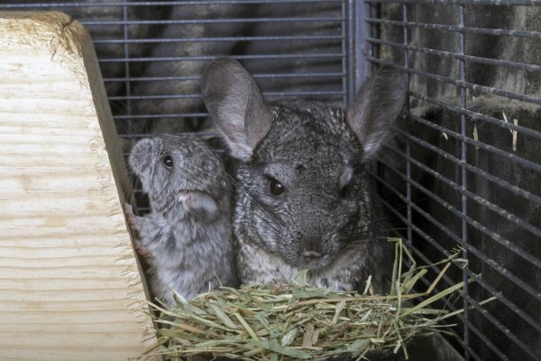 Best Hay for Chinchillas 2021 Timothy Hay is the Best