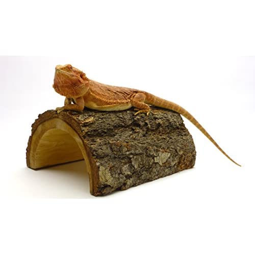 What Are The Best Bearded Dragon Accessories: Which all owners should have?