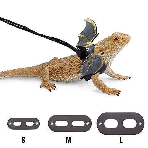 What Are The Best Bearded Dragon Accessories: Which all owners should have?