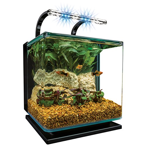 The 12 Best Betta Fish Tanks Reviews & Guide 2020