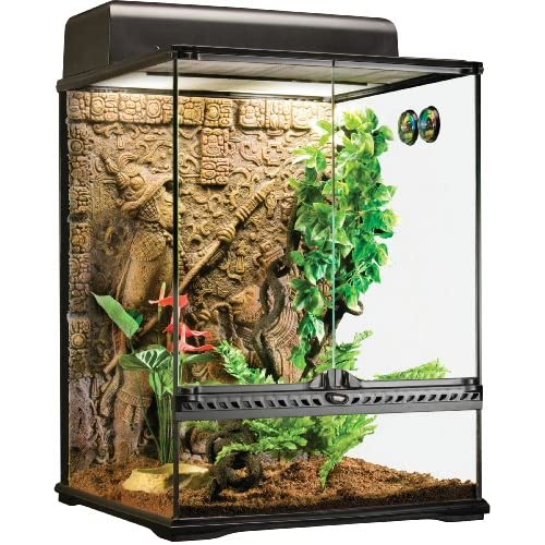 Best Crested Gecko Enclosure: Here Are Some Good Options For You!