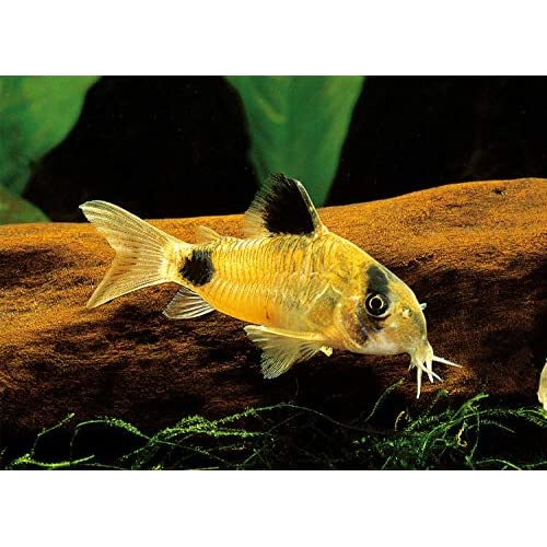 The 7 Best Fish For A 10 Gallon Tank 2020 Guide & Care