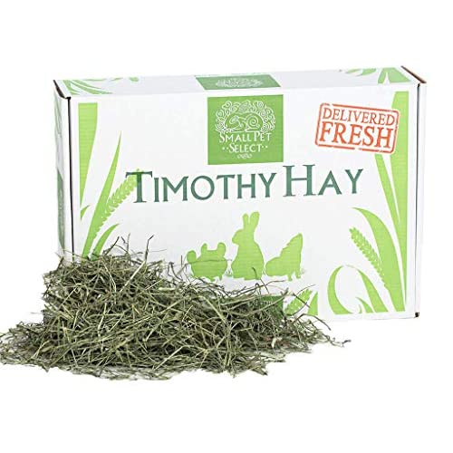 Best Hay for Chinchillas 2020: Timothy Hay is the Best Chinchilla Hay?