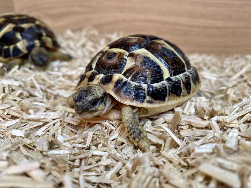 Best Bedding For Tortoise 2020 Review & Guide: How Often ...