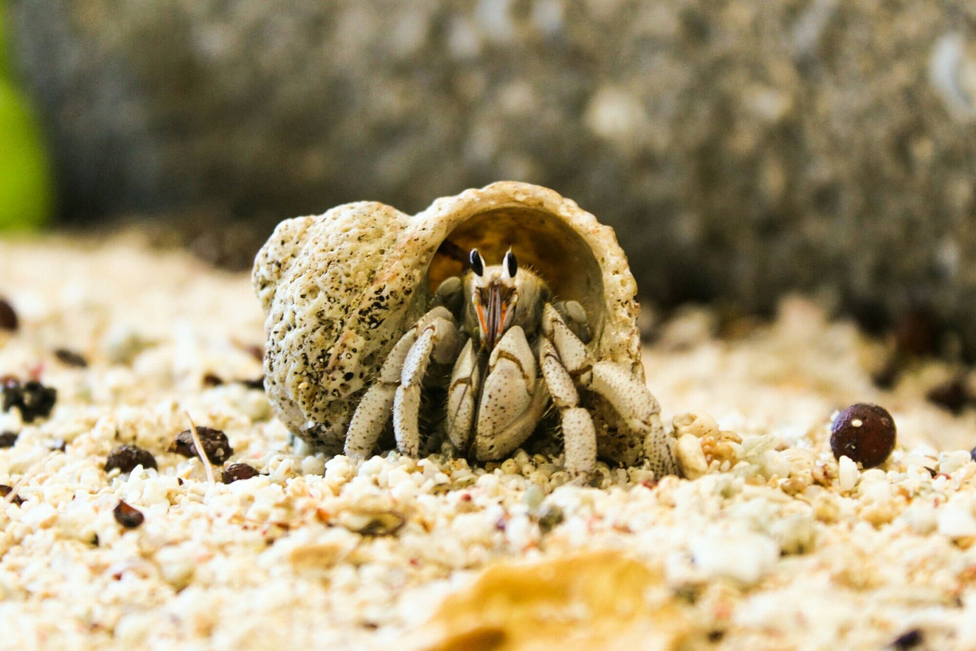 best-hermit-crab-habitat-2021-review-what-should-the-ideal-hermit-crabs-habitat-have