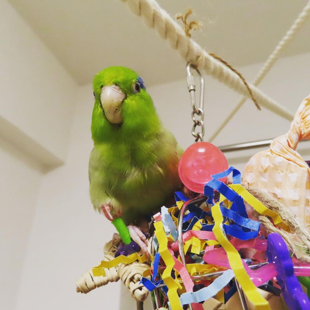 Best Bird Toys 2021 [Review] What Are The Benefits Of Toys For Birds