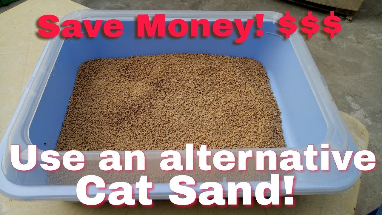 What can I use instead of cat litter? Timeline Pets